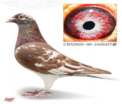 Ľ���ž�У��437