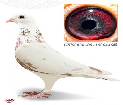 Ľ���ž�У��446