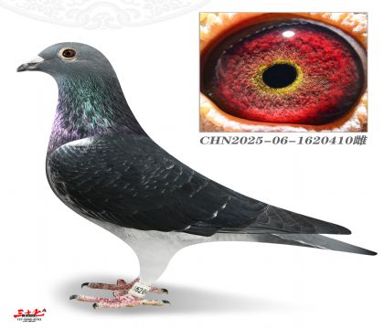 ��ڶ���410