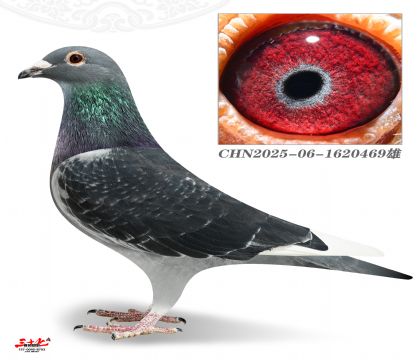 ��ڶ���469