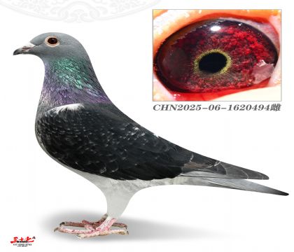 ��ڶ���494