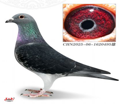 ��ڶ���495