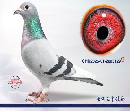 7.����x����Ѫϵ.2003129