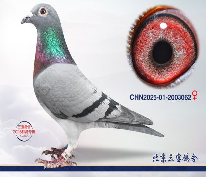 11.Ӣ��˹��Ѫ.2003062