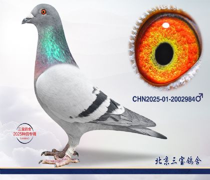 13.����С�ӽ�Ѫ.2002984