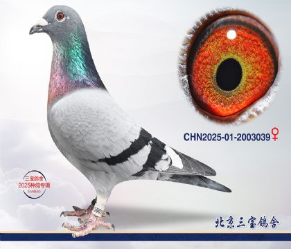 1.����xӢ��˹.2003039