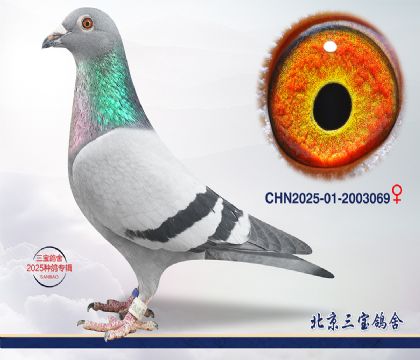 6.����С�ӽ�Ѫ.2003069