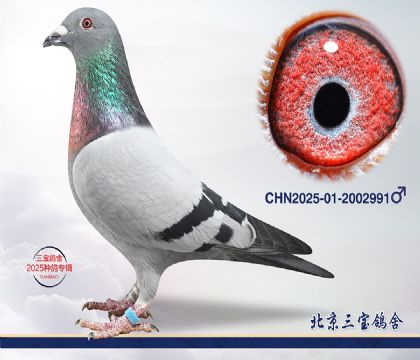 9.����С�ӽ�Ѫ.2002991