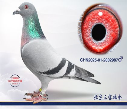 11.����С�ӽ�Ѫ.2002987