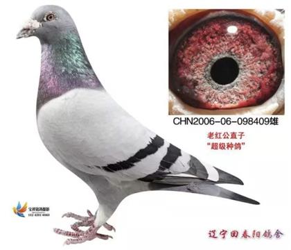 祖父老红公直子