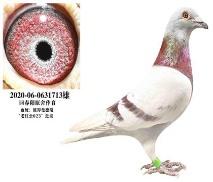 父.回春阳老红公