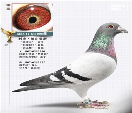 父.利奥原舍萨菲尔直子