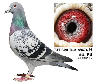 母.迪卡普里奥孙女