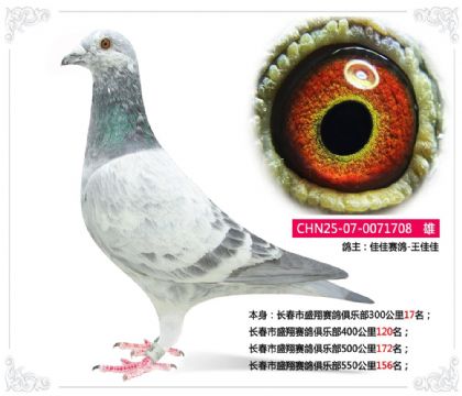 ������ʢ��������ֲ�550����156��   ��	