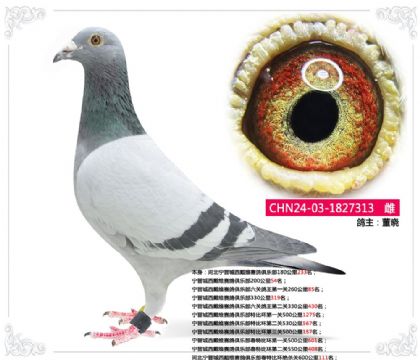 �ӱ�����������ά������ֲ����رȻ���ɱ��600����111��