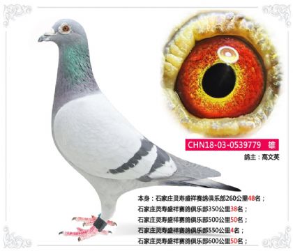 ʯ��ׯ����ʢ��������ֲ�550����4��   ��	