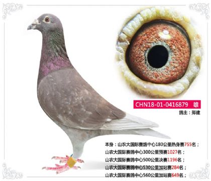 ɽũ�������������530�����վ��284��  ��