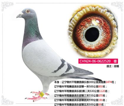 ��������ƽ��������ֲ������500����69��  ��	