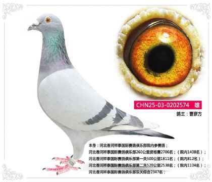 �ӱ������̩����������ֲ�˫���ۺ�2347��   ��	