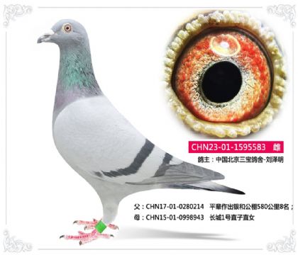 �й�������������-����������1��ֱ��Ů583   ��	