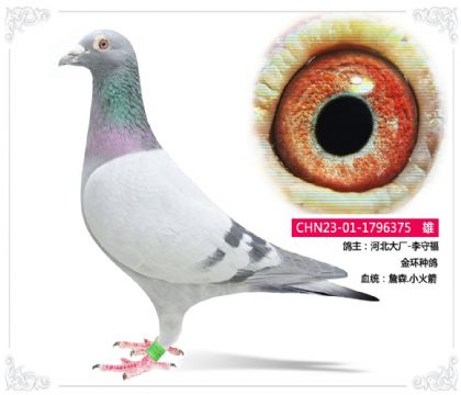 �ӱ���-���ظ�    ���ָ�	ղɭ.С���375   ��