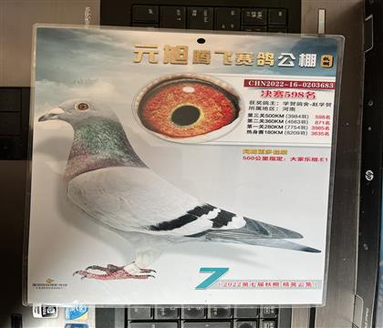 获奖照片随鸽发送