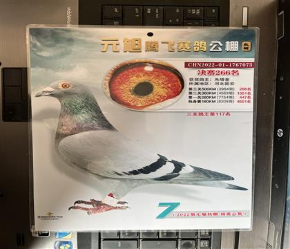 获奖照片随鸽发送