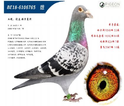 利奥贺尔曼斯杨直子配杨直女(镇棚种雄)