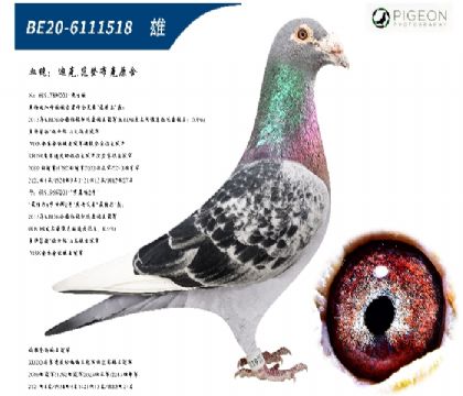 迪克范登布克好红号直子配基特尔直女