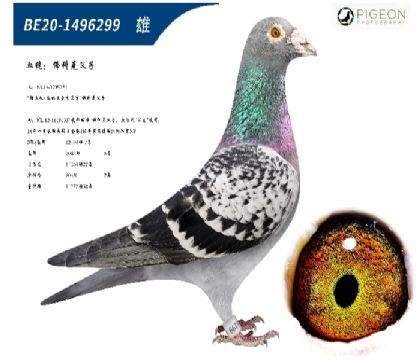 佛科克推土机直孙(特别推荐,机不可失)