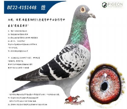 最佳基特尔直子(特别推荐,镇棚种雄)