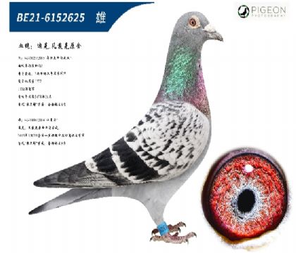 迪克凡戴克年轻所向无敌直子(绝无仅有)