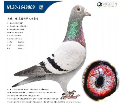 杨范德帕斯父女原舍(大奔直女,特别推荐)