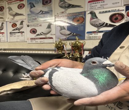 10.���ᷲ����426