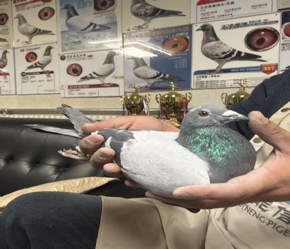 13.���ҡ����