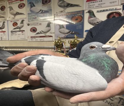 14.�����ָ�276