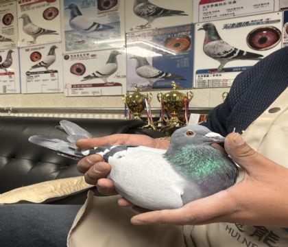 17.�����ָ�592