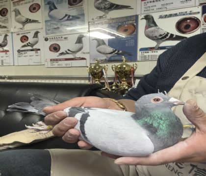 19.�����������ָ�805