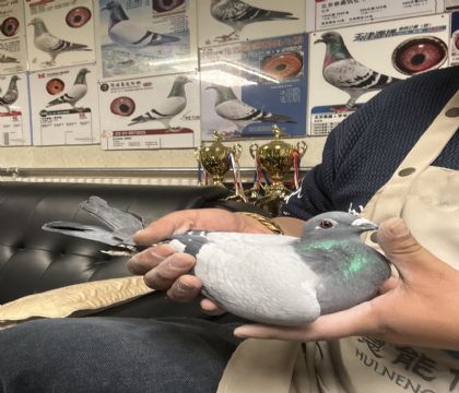 20.�����ָ�516