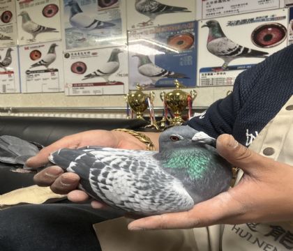 21.���׻�Ѫ����