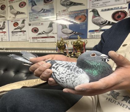 22.�����������ᷲ����