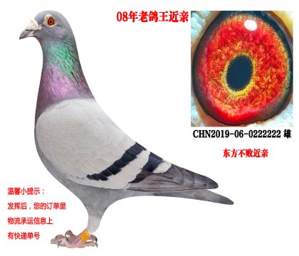 08���ϸ����Ǿ����ף��������ۣ�6��2��