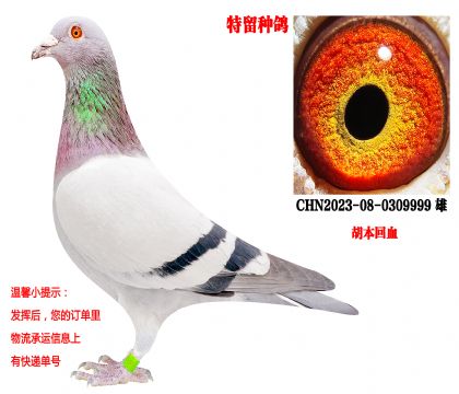 2023�������ָ루�������ף�