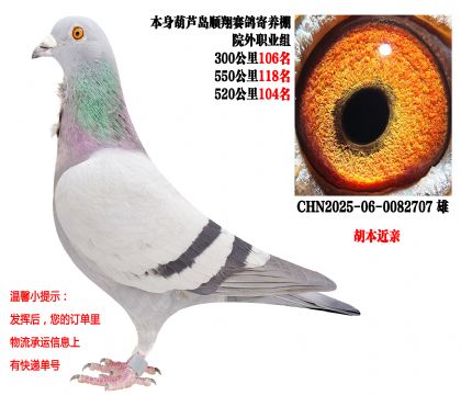 ˳�������Ժ��ְҵ�飨�������ף�