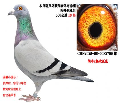 ˳�������Ժ��ְҵ�飨500����19���������ھ�ֱ��