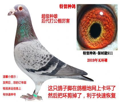 ��ʱ��911����������)