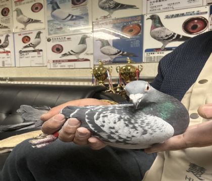 27.�����ָ�277