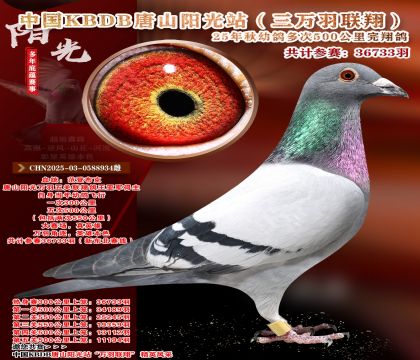 ����ѡ��-�й�KBDB�������辫ѡ.