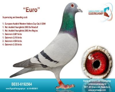 大铭鸽 欧元号