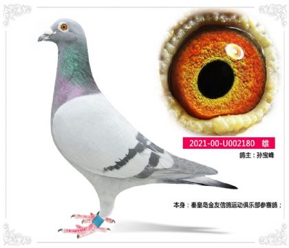 秦皇岛金友信鸽运动俱乐部参赛鸽 雄